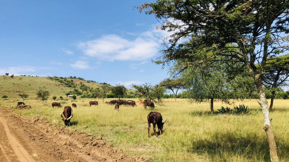 rwenjeru estate